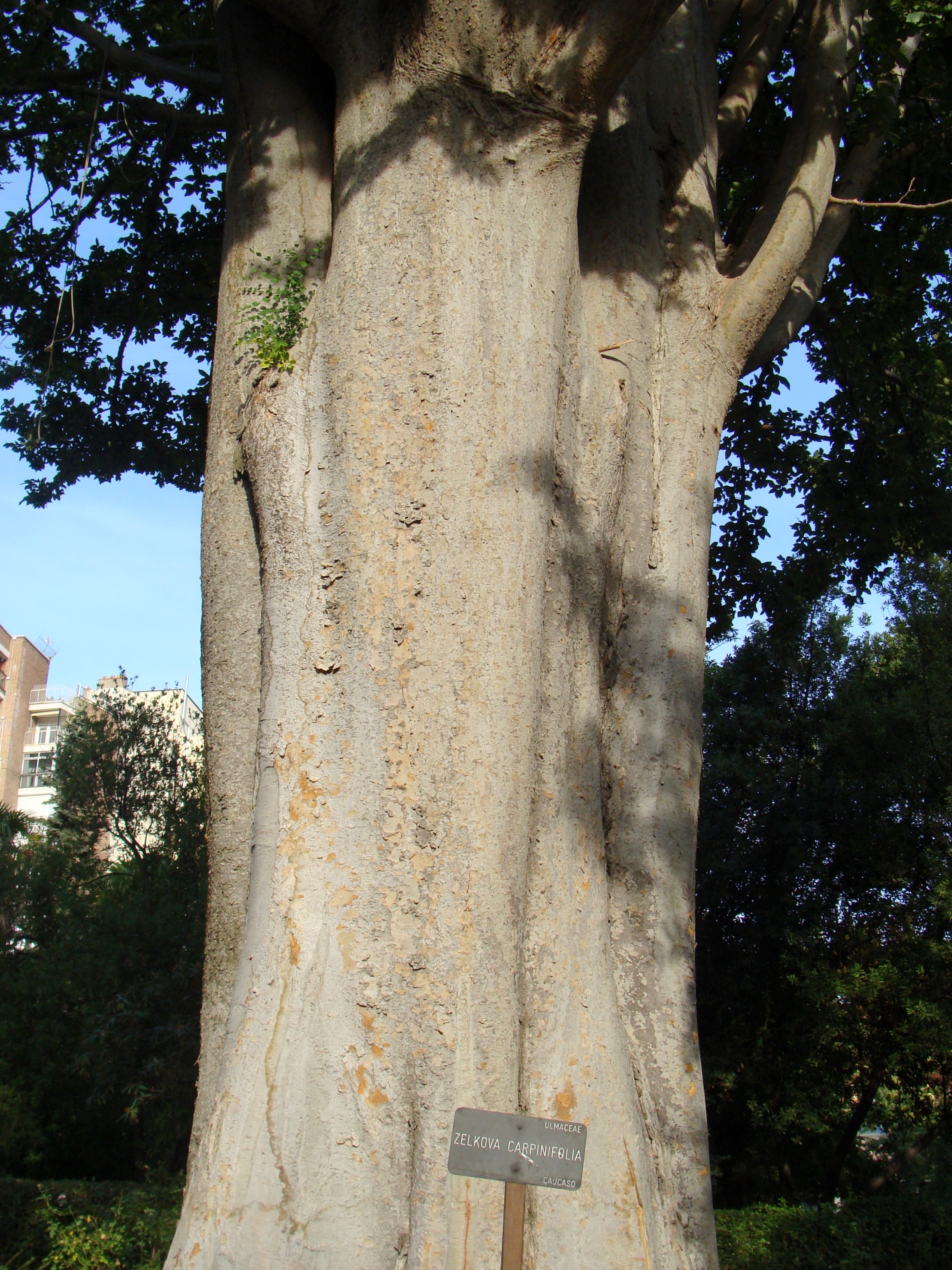 Tejidos que constituyen el tronco de un árbol (corte transversal). En