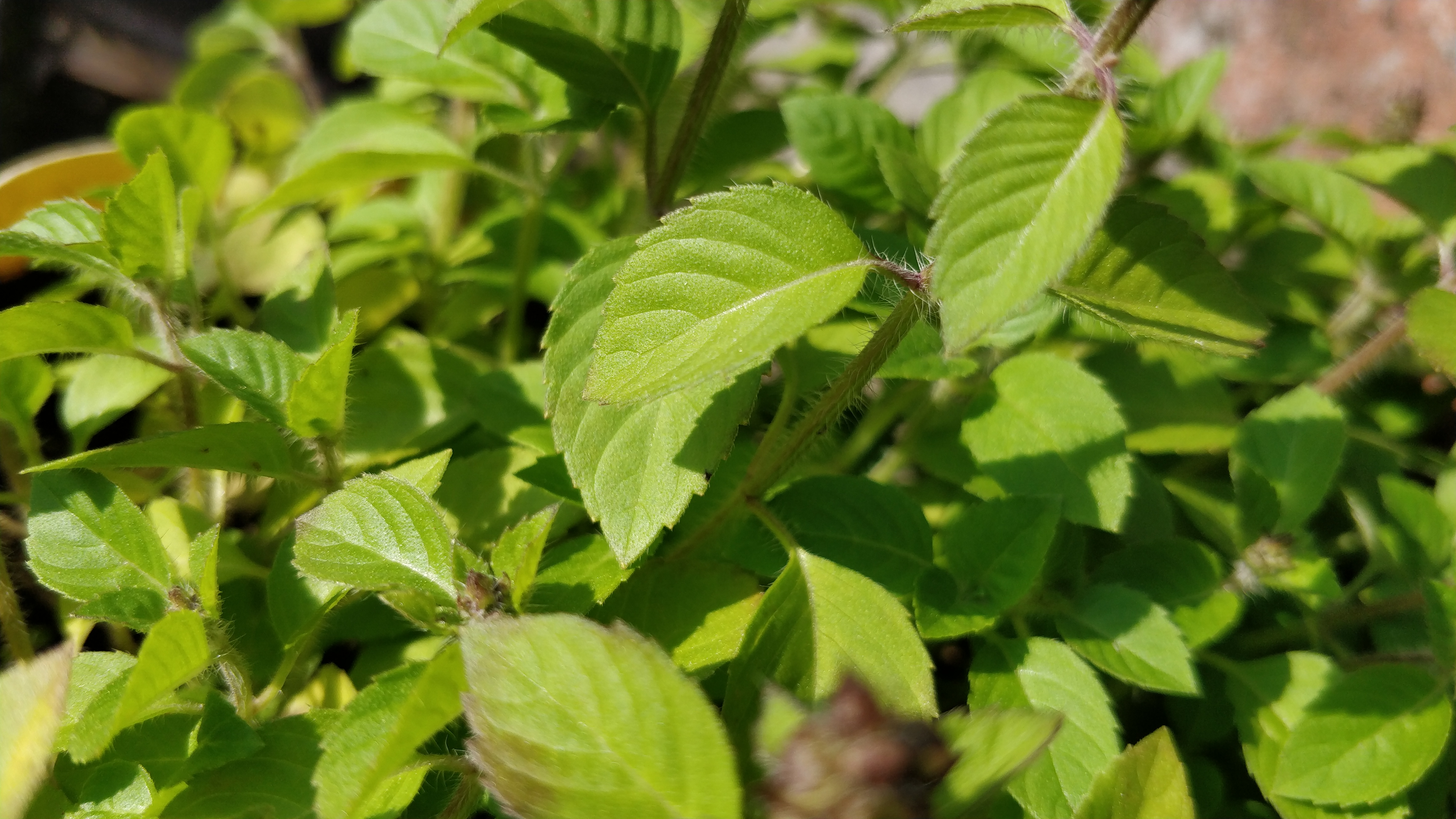 Image result for tulsi leaves