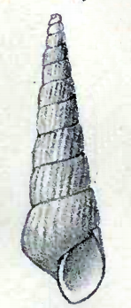 <i>Turbonilla magnifica</i> Species of gastropod