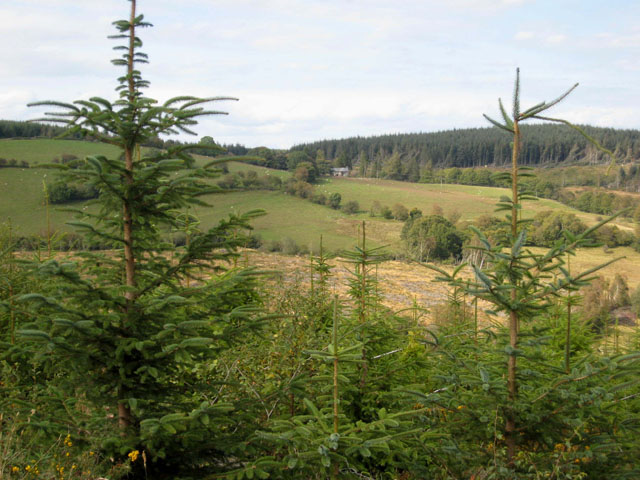 Tyddyn Amlwg, Dyfnant Forest - geograph.org.uk - 560295