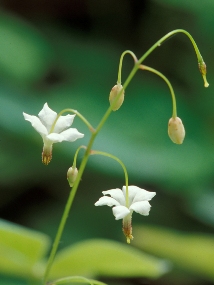 <i>Vancouveria planipetala</i> Species of flowering plant