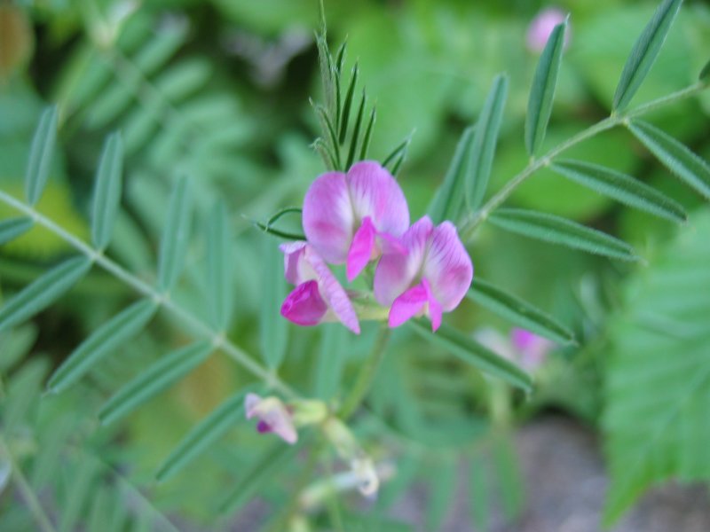 File:Vicia angustifolia ssp angustifolia.jpeg