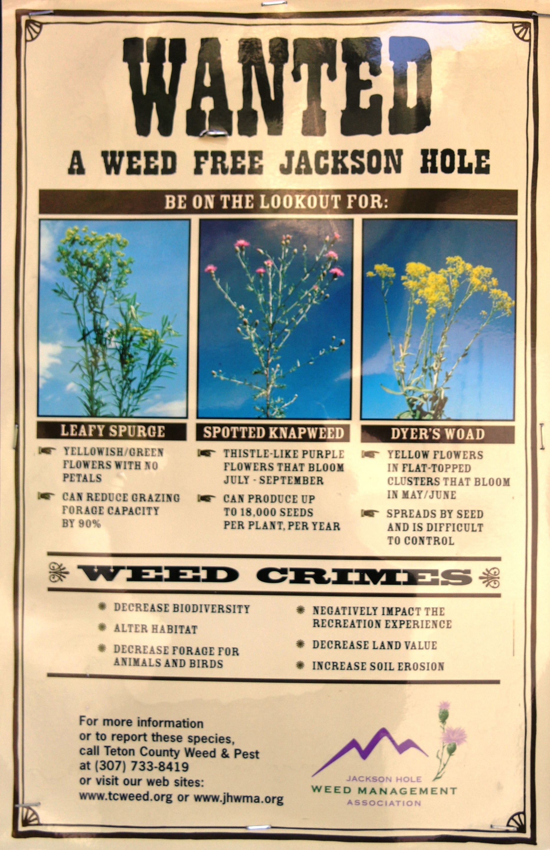 Wanted_Weed_Free_Jackson_Hole.JPG