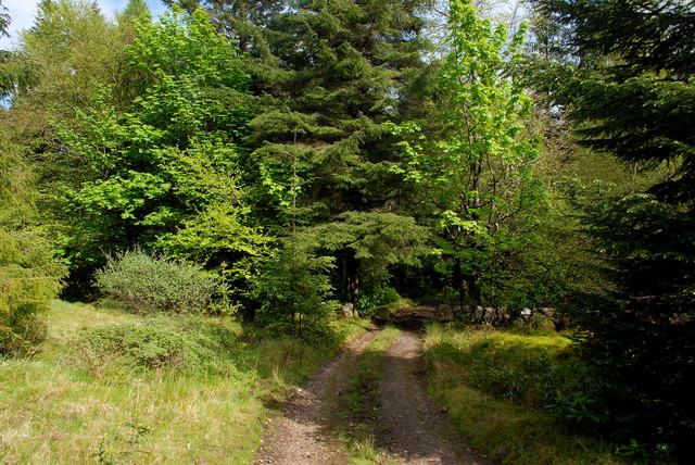 Woodland track above Brodick Castle - geograph.org.uk - 1320915