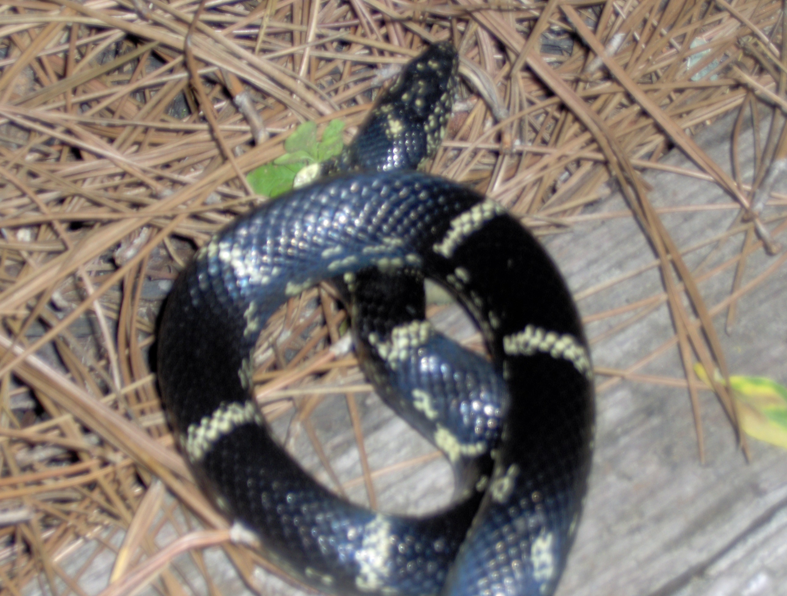 File:Yellow striped black snake.jpg - Wikipedia