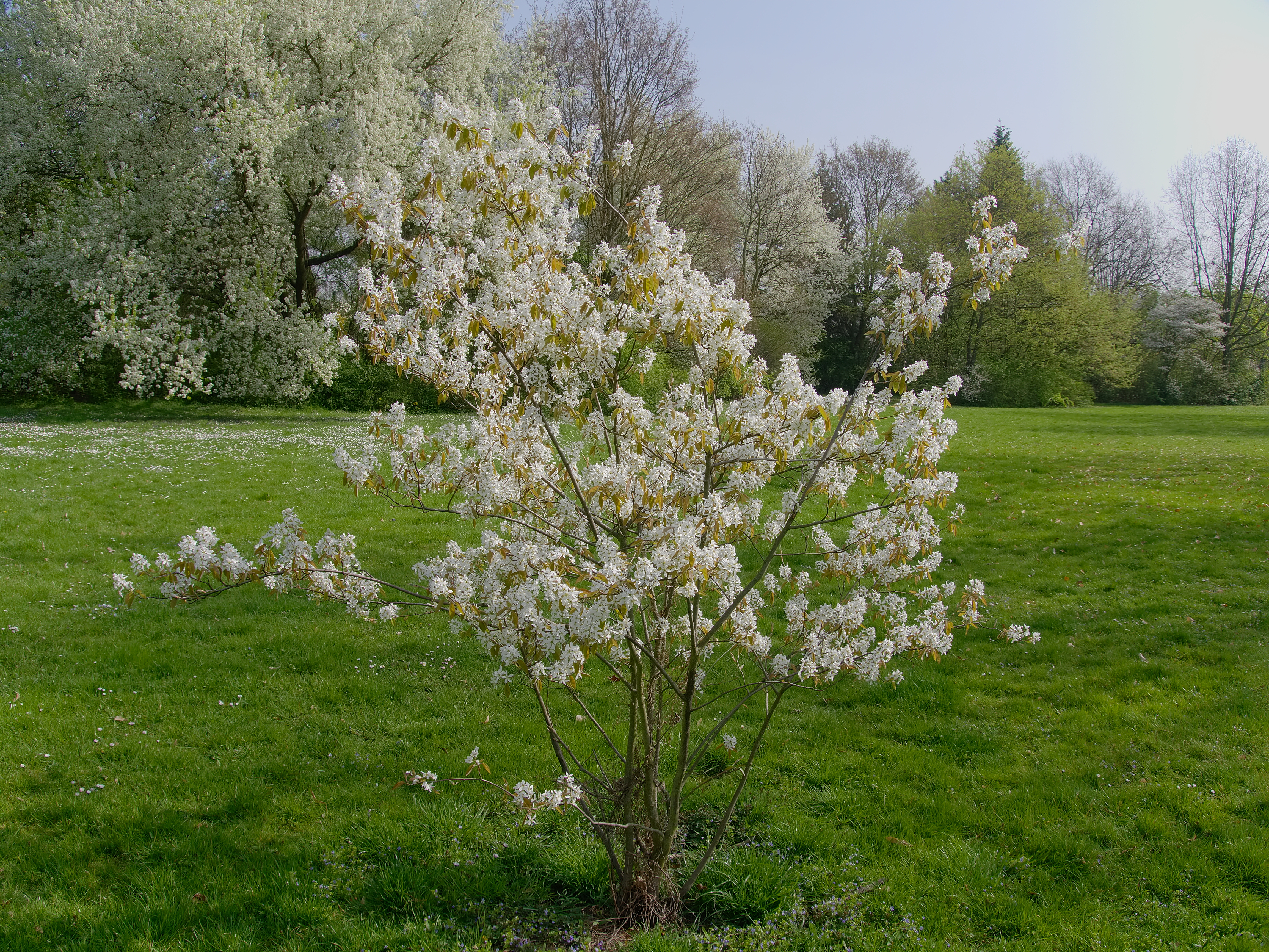 Ирга Ламарка (Amelanchier lamarckii)