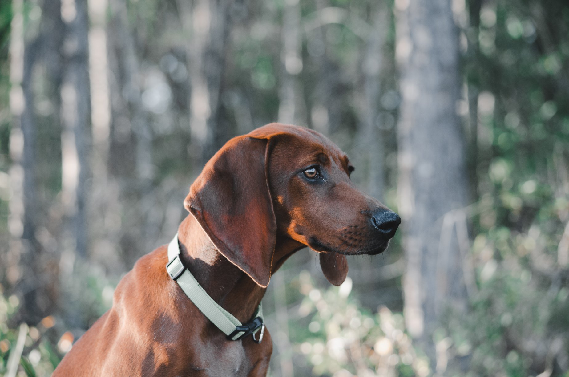 redbone coonhound temperament energetic