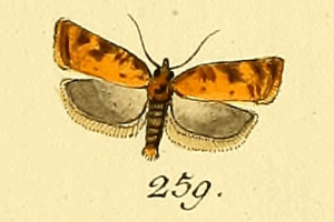 <i>Acleris aspersana</i> Species of moth