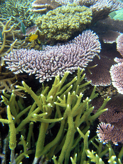 Acropora Coral  Acropora coral, Endangered animals, Endangered