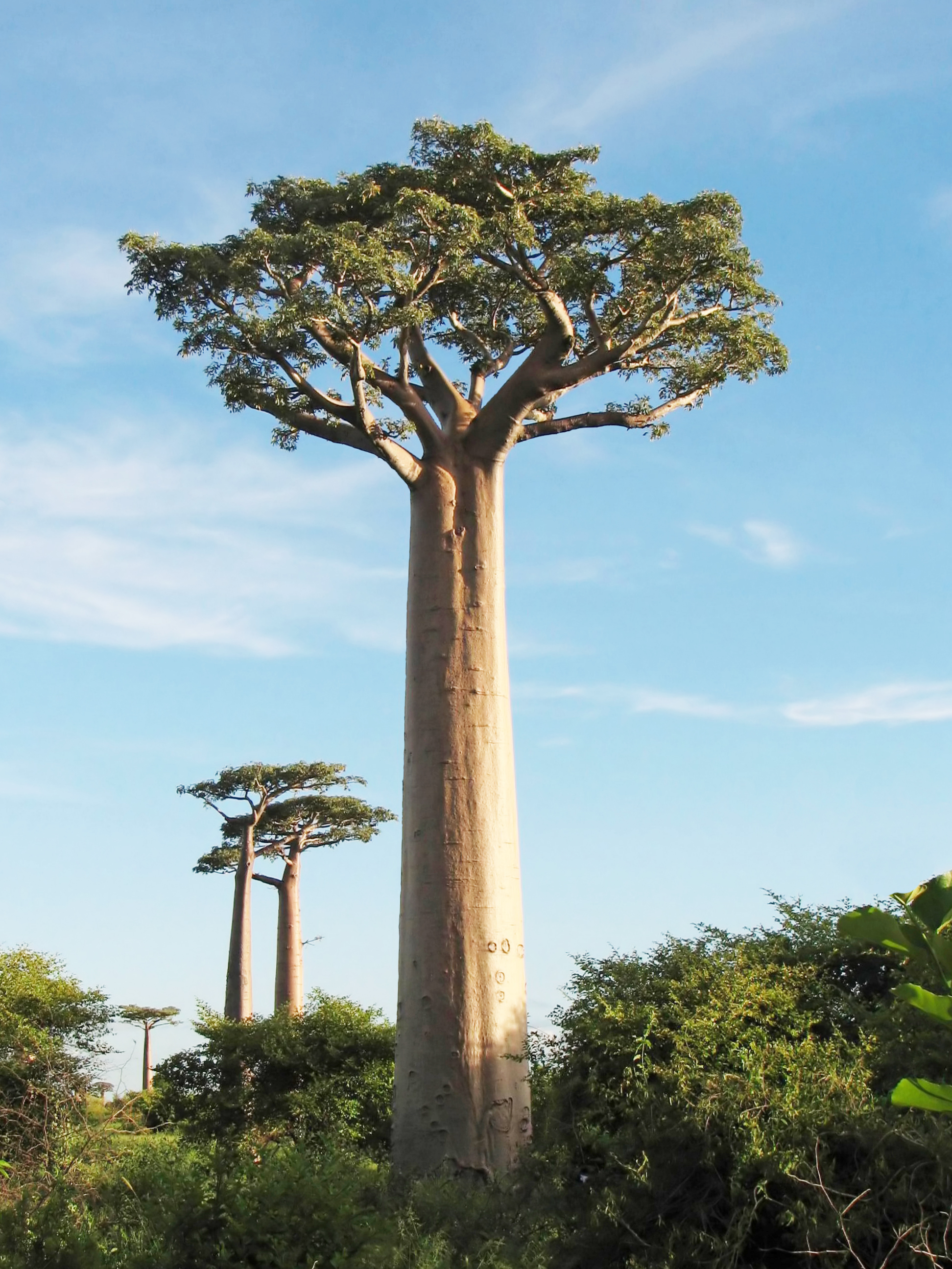 Tronco (botánica) - Wikipedia, la enciclopedia libre