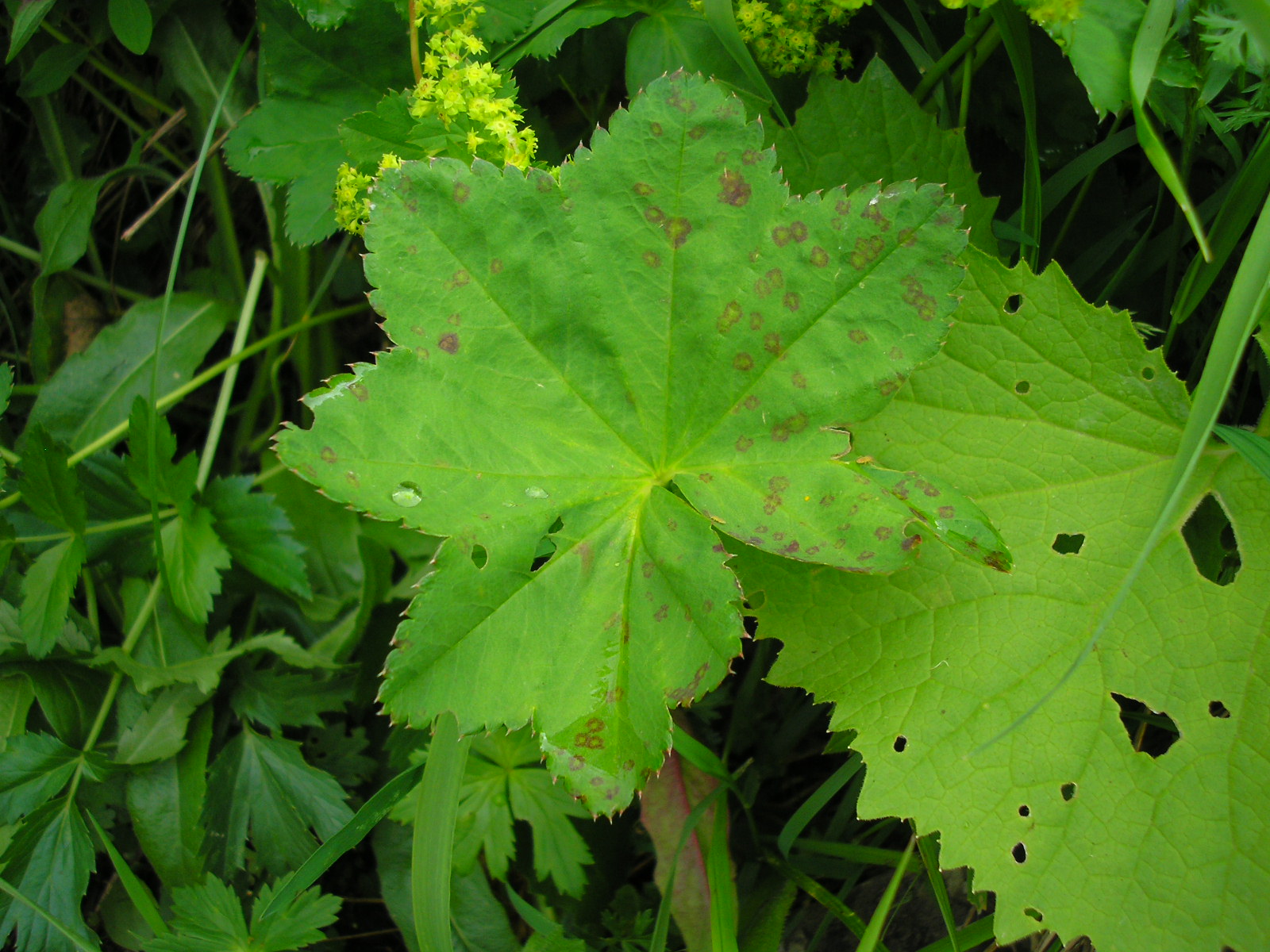 Alchemilla vulgaris