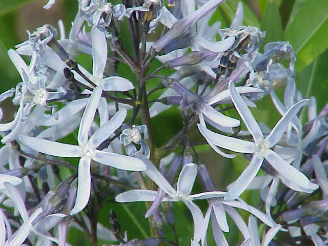 Amsonia tabernaemontana0