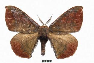 <i>Andraca bipunctata</i> Species of moth