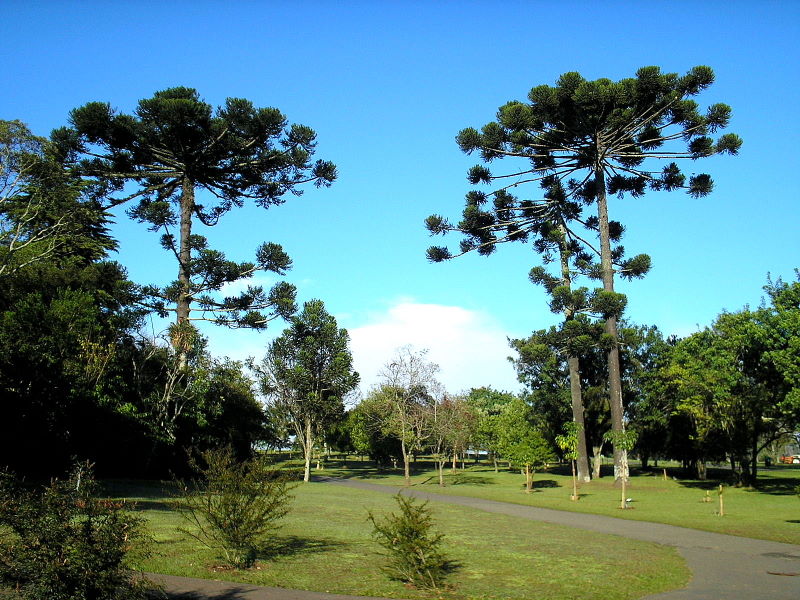 File:AraucariasJBCuritiba.JPG