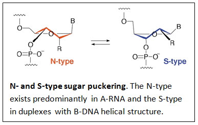 thumb RNA omurgasında 2'-hidroksillerin varlığı, DNA'nın A-form yapısına benzeyen bir yapıyı destekler. N- (C3'-endo, A-formu) ve S-tipi (C2'-endo, B-formu), nükleotidlerdeki esnek beş üyeli furanoz halkası, bir sonraki bölümde gösterildiği gibi, tercih edilen iki konformasyonun dengesinde bulunur. şekil.