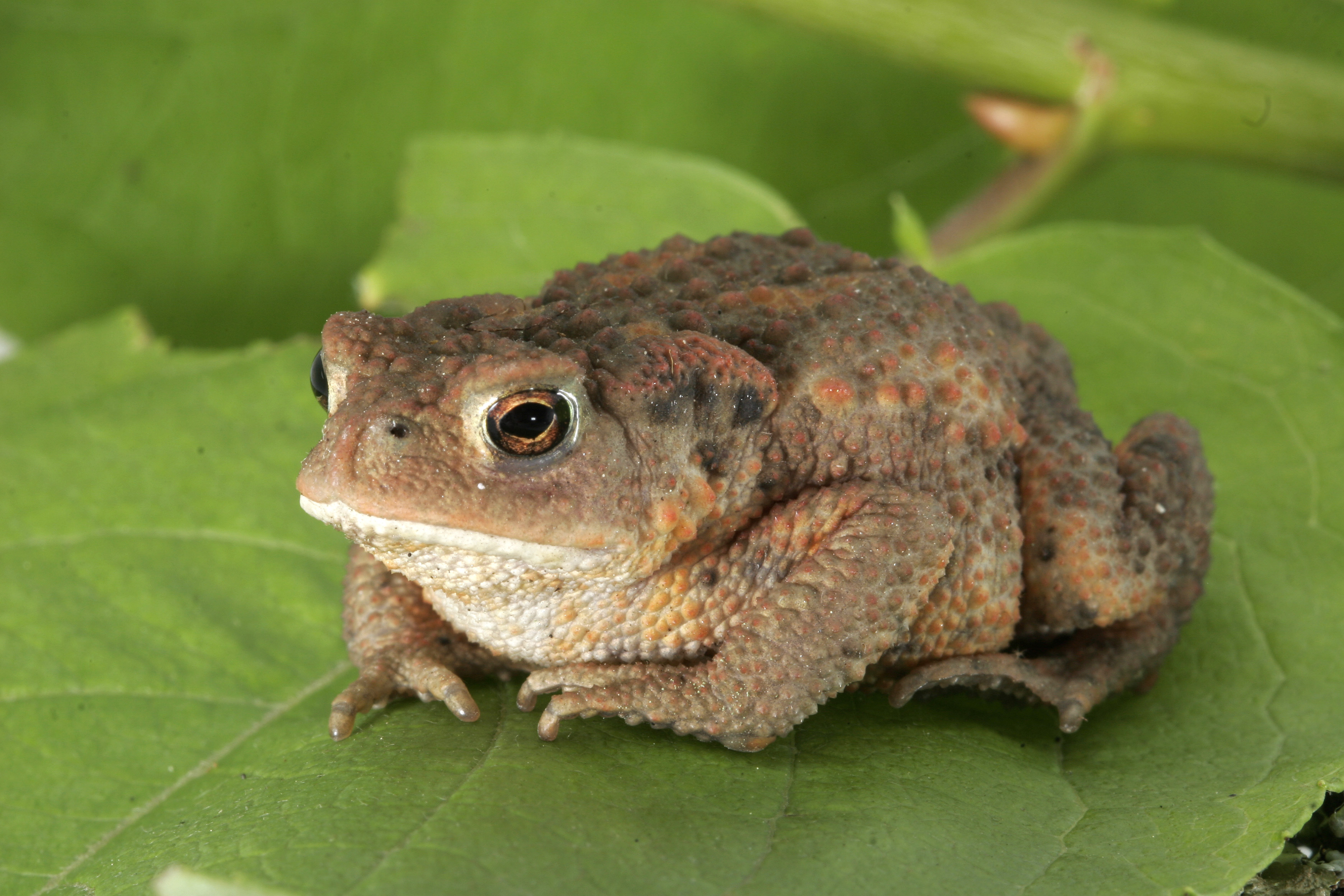 Bufonidae - Wikipedia, la enciclopedia libre