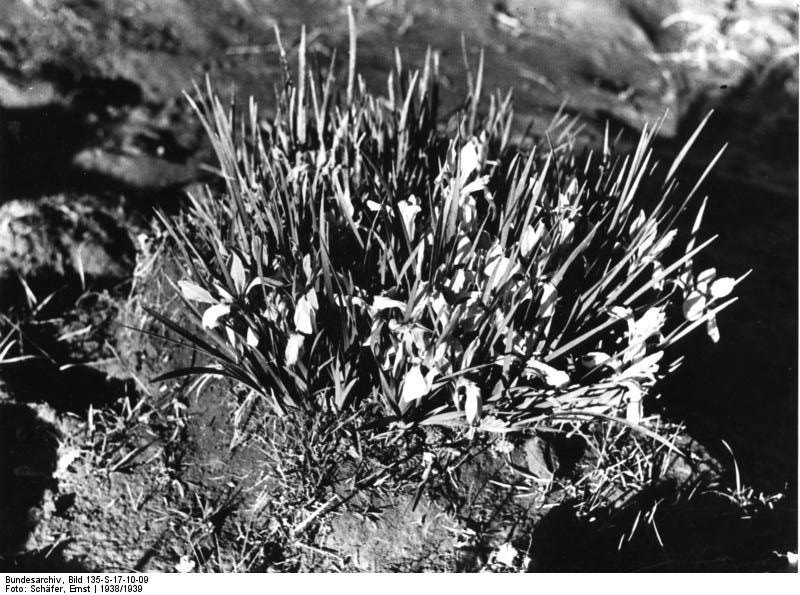 File:Bundesarchiv Bild 135-S-17-10-09, Tibetexpedition, Schwertlilie.jpg