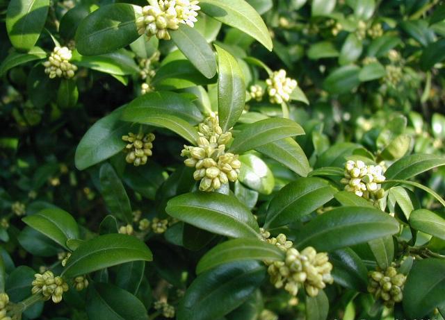 File:Buxus-sempervirens.JPG