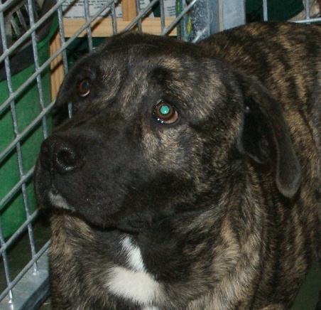 schattig Malaise heb vertrouwen File:Cão Fila de São Miguel (Azores Cattle Dog).JPG - Wikimedia Commons