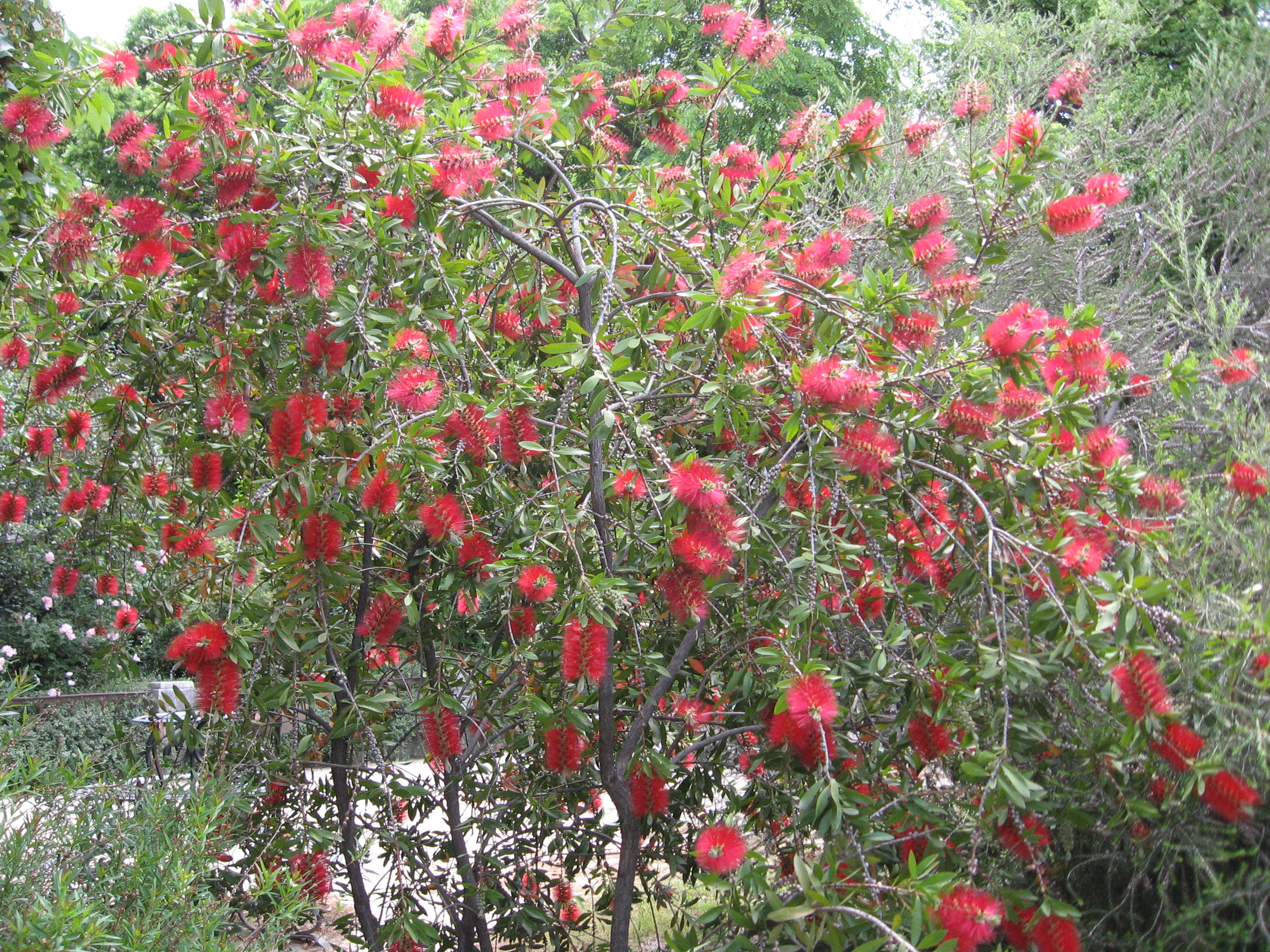 Callistemon - Wikipedia