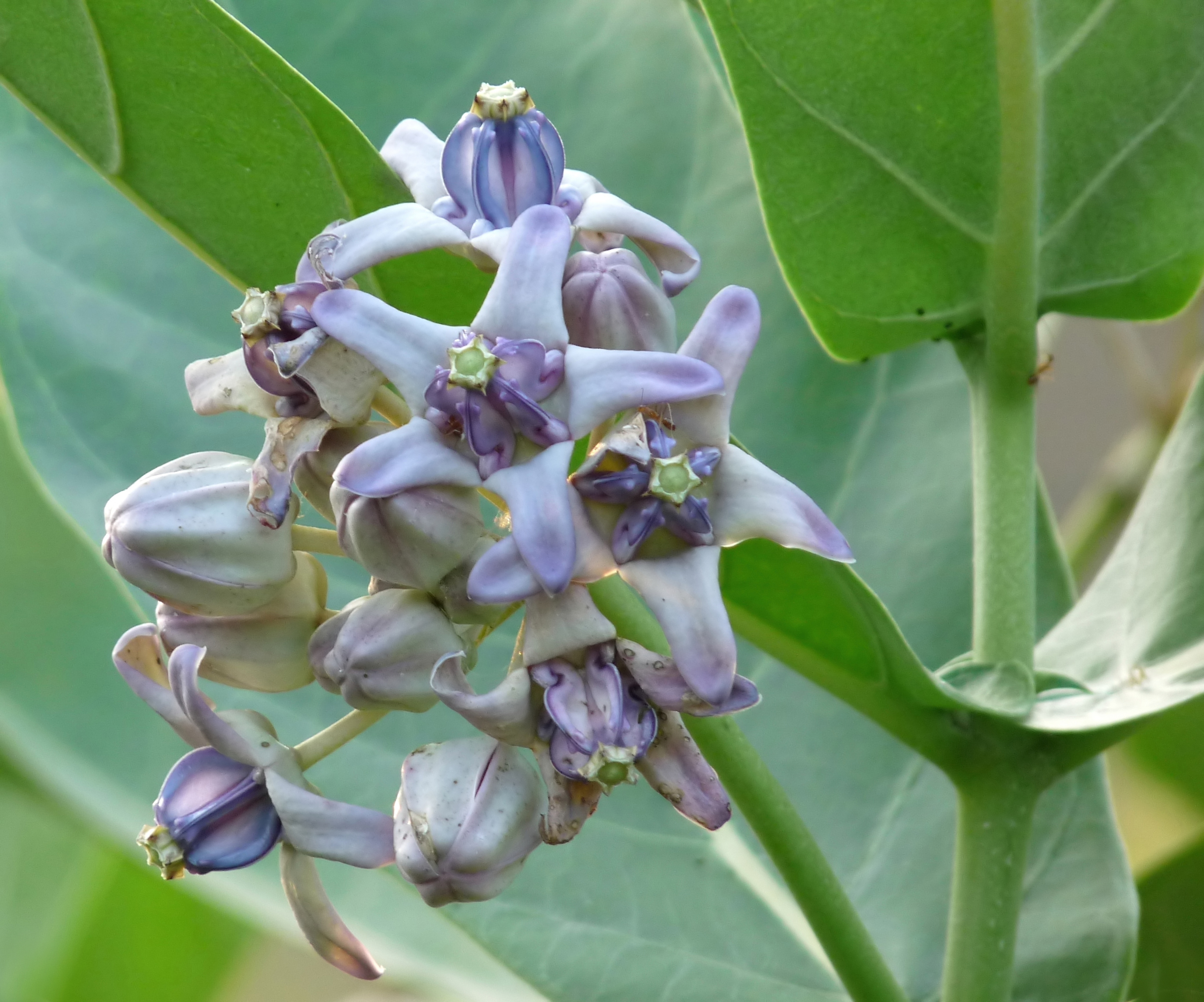 crown flower plant