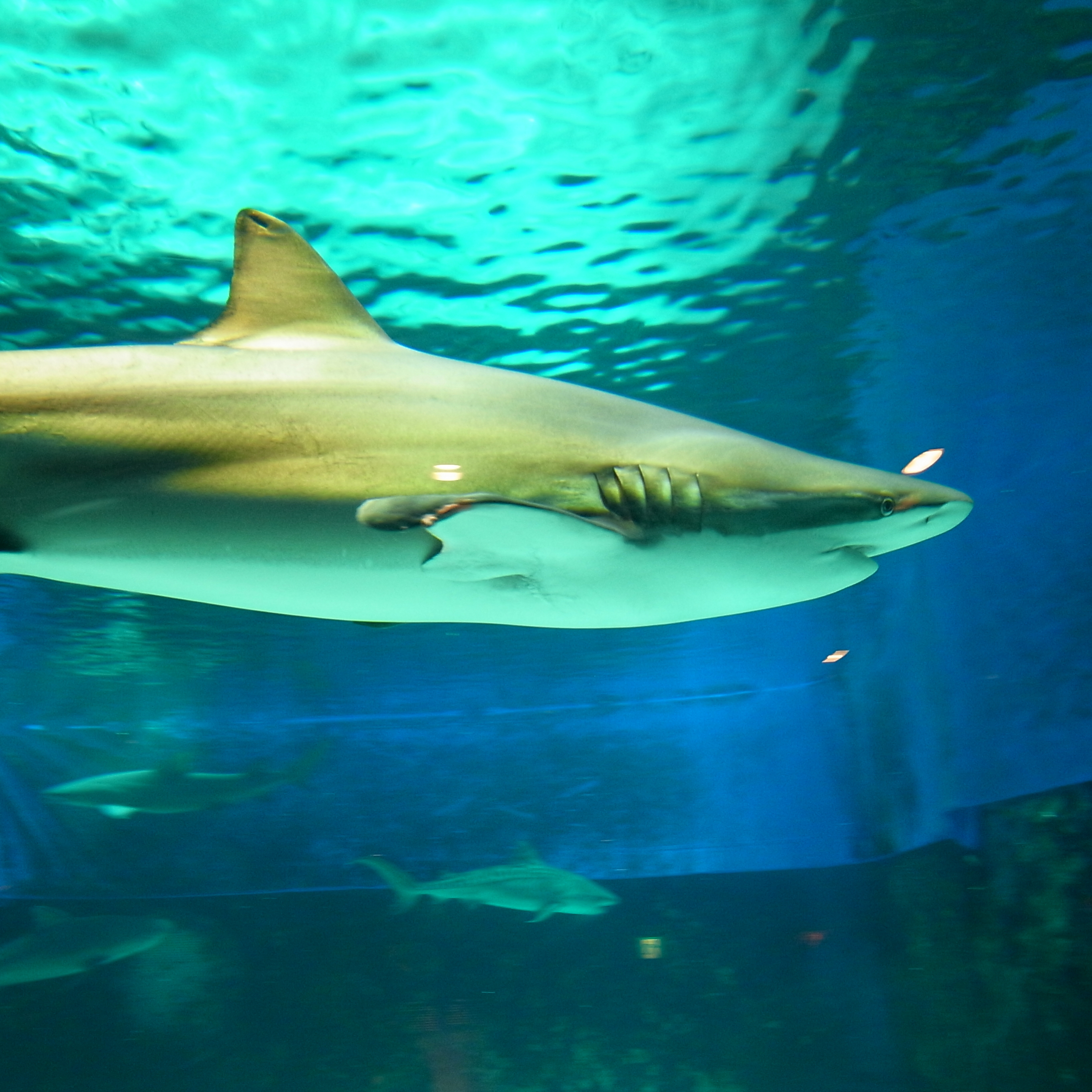 File Carcharhinus Brachyurus By Opencage Jpg Wikimedia Commons