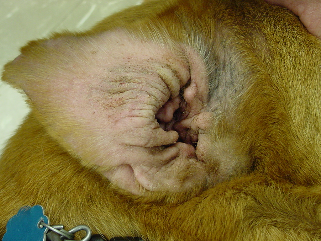 Obrázek zánětu zvukovodu z https://upload.wikimedia.org/wikipedia/commons/8/81/Chronic_allergic_otitis_dog.jpg