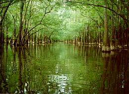 Cedar Creek in Congaree National Park. Congaree swamp.jpg