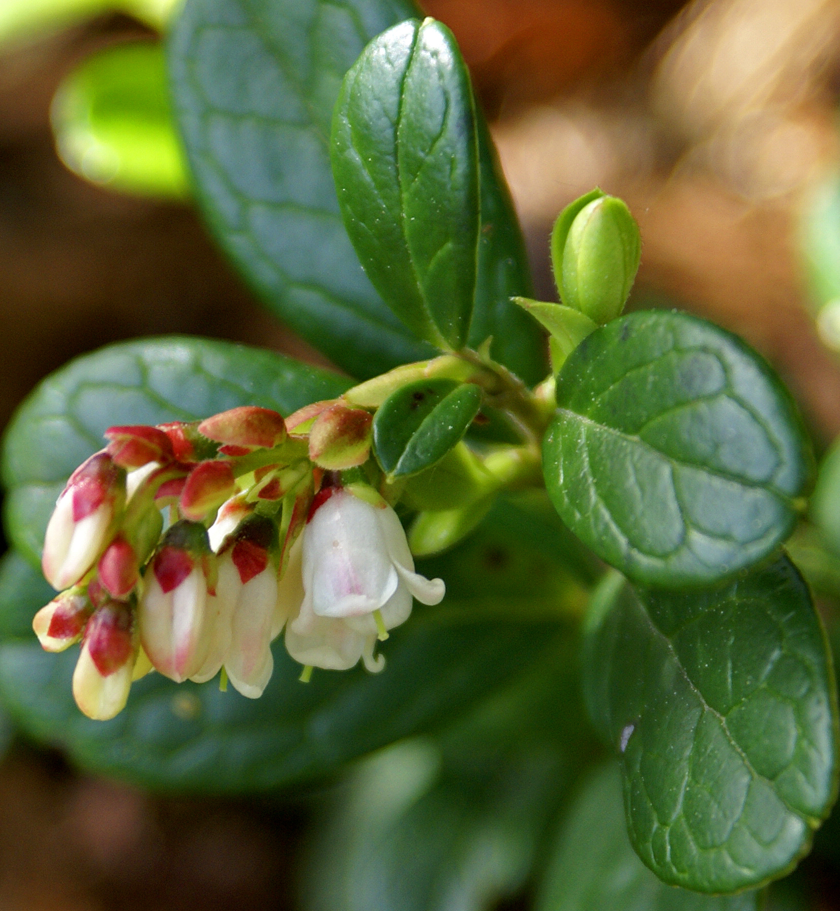 Cowberry перевод. Vaccinium Vitis-idaea цветок. Vaccinium Vitis idaea 'autumn Beauty'. Орхидея cowberry. Cowberry происхождение.