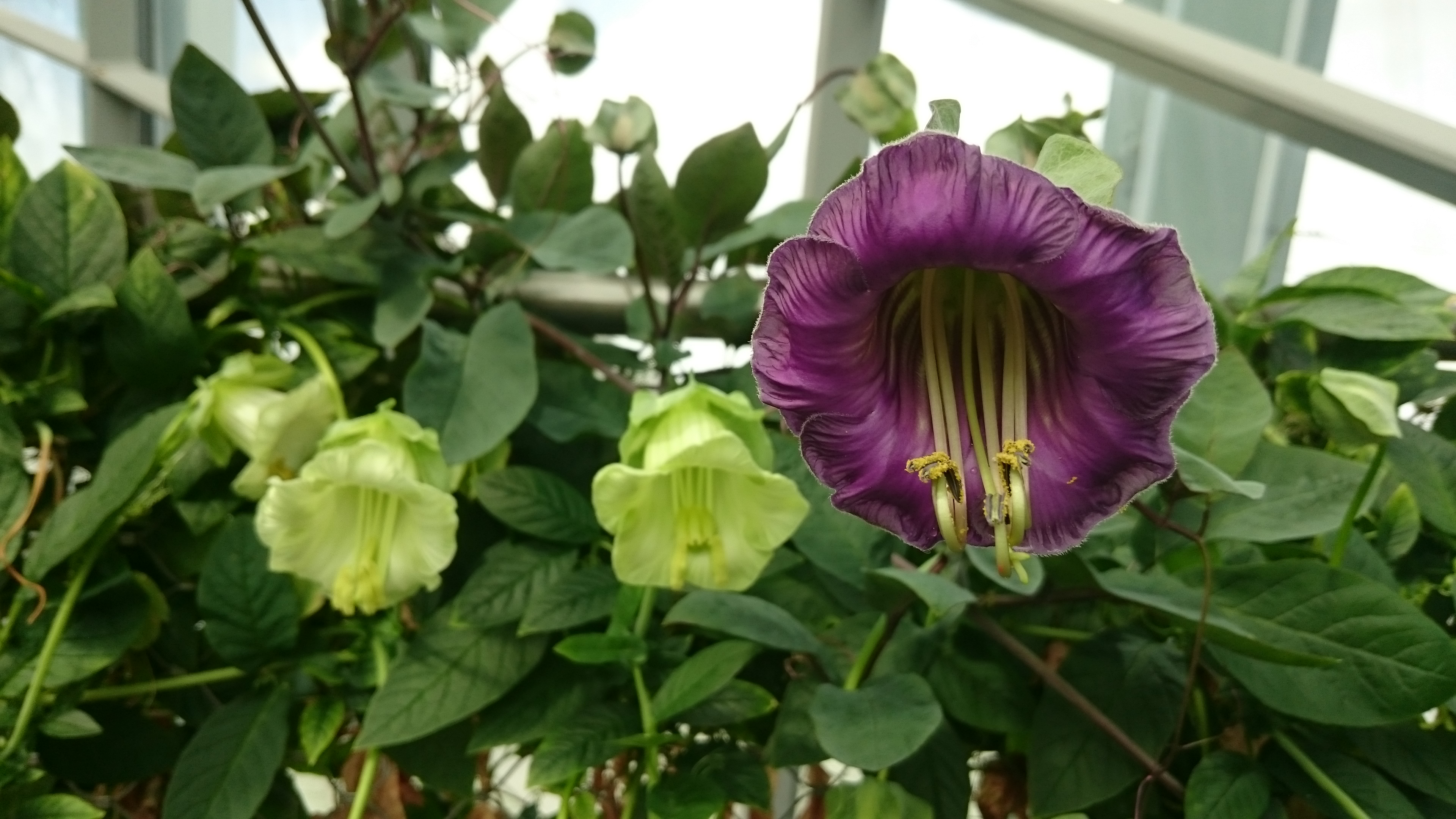 File Cup And Saucer Vine Cobaea Scandens 2 Jpg Wikimedia Commons