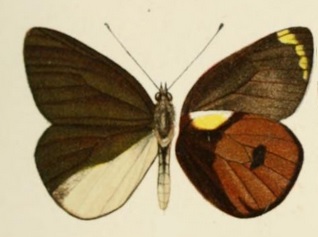 <i>Delias pratti</i> Species of butterfly