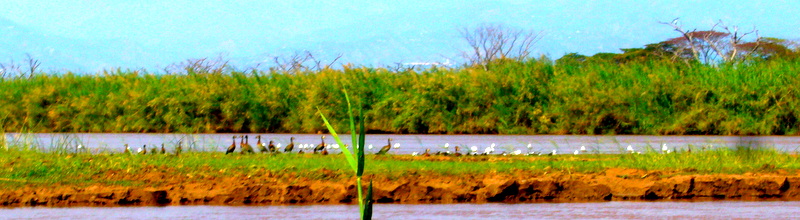 Birds of different kinds are on the banks of the Rusizi River Photograph: User: Rodnib