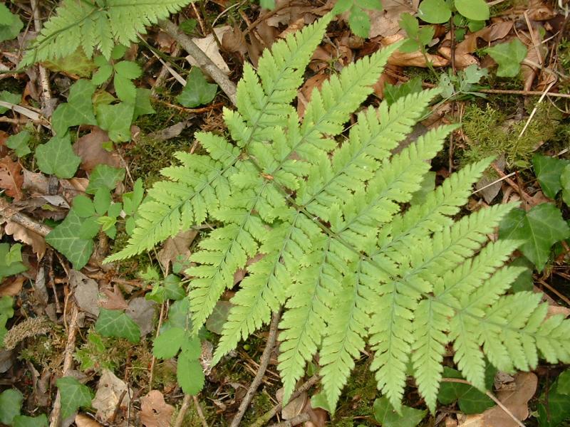 File:Dryopteris carthusiana3.jpg