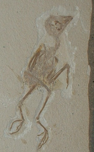 File:Extinct Coraciiformes royal tyrrell(2).jpg