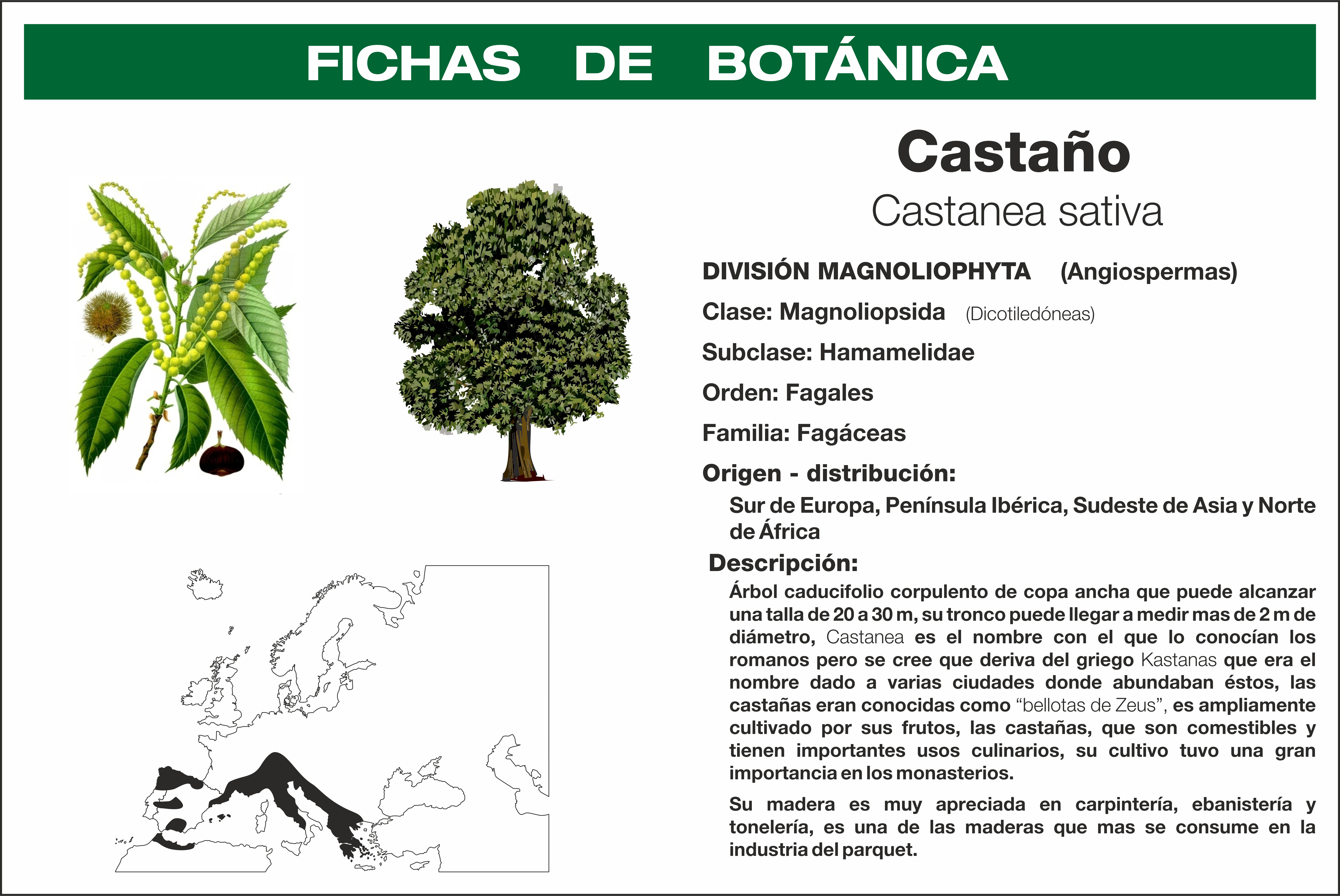 Cómo hacer castañas glaseadas