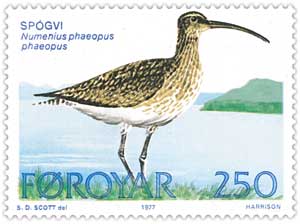 Numenius phaeopus phaeopus (Kefeleg-Mae)