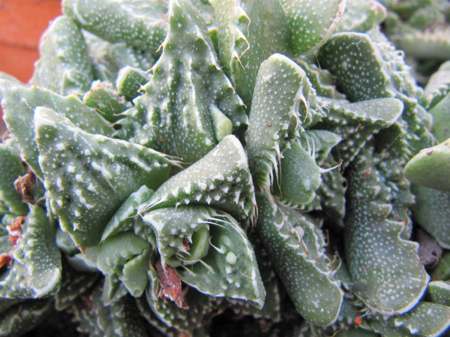 File:Faucaria (4283547842).jpg