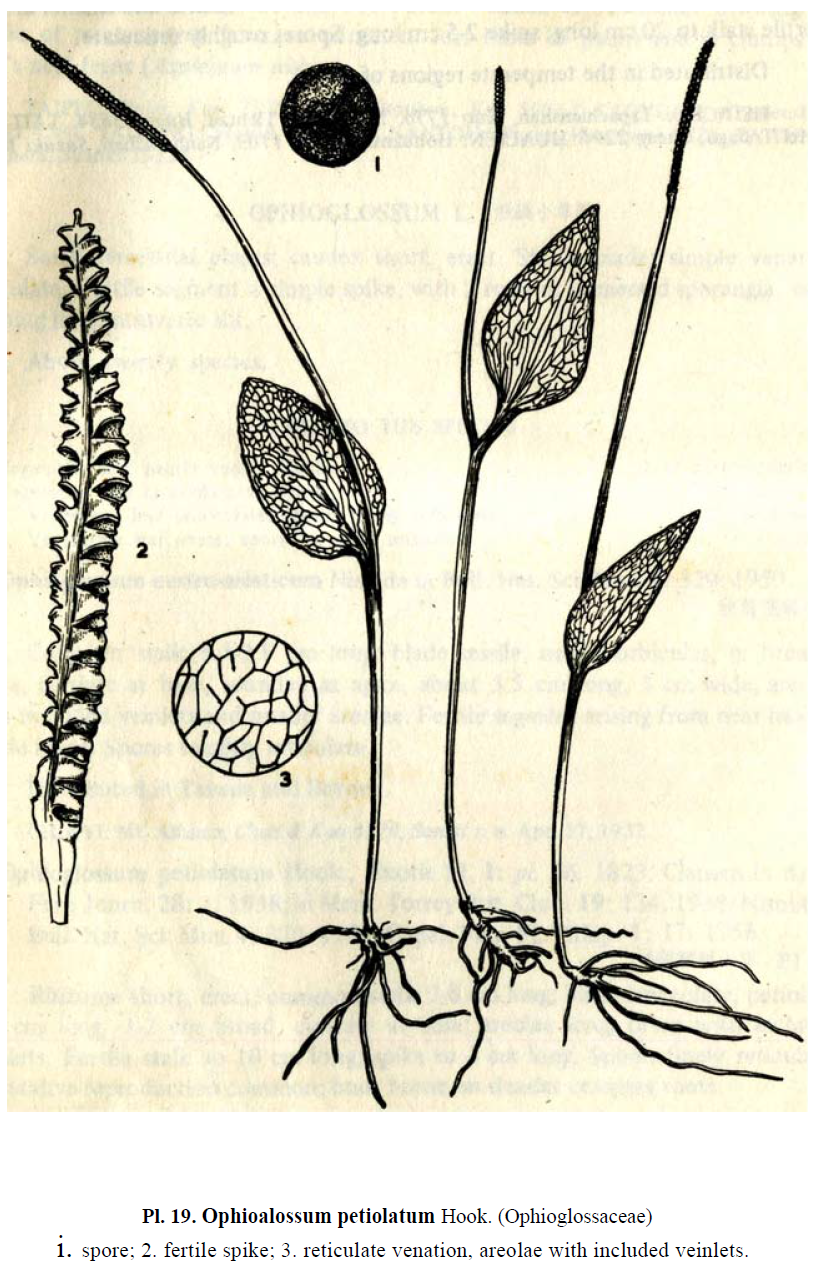 File:Flora of Taiwan, 1st edition vol.1 p.72.png - 维基百科，自由 