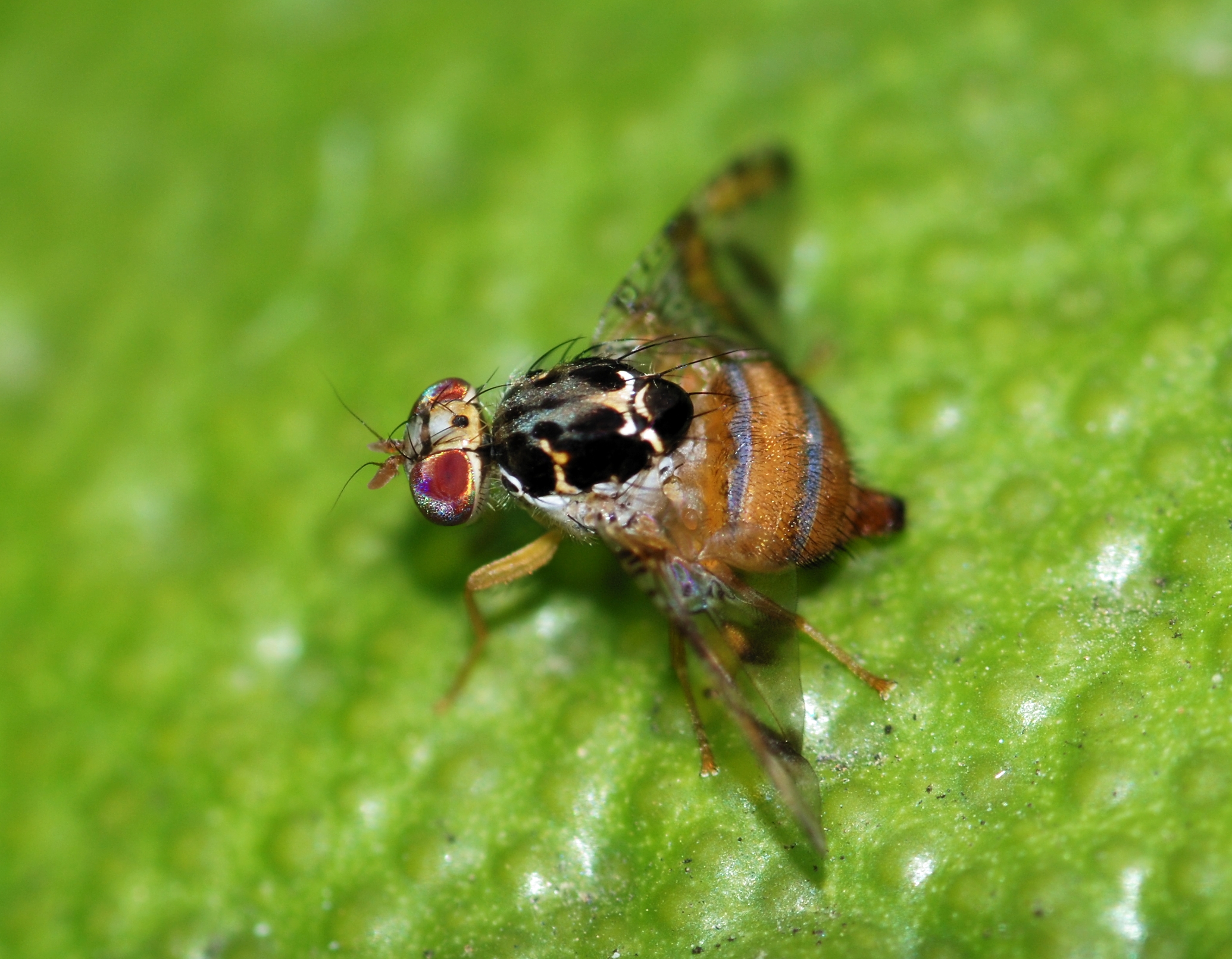 ciclo de vida de la mosca del mosquito