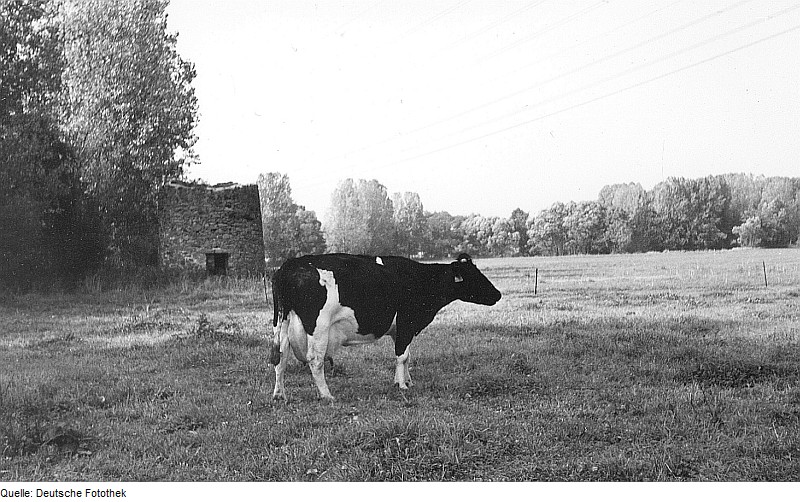 File:Fotothek df rp-b 0620026 Weißenberg-Maltitz. Holländermühle, Ruine.jpg