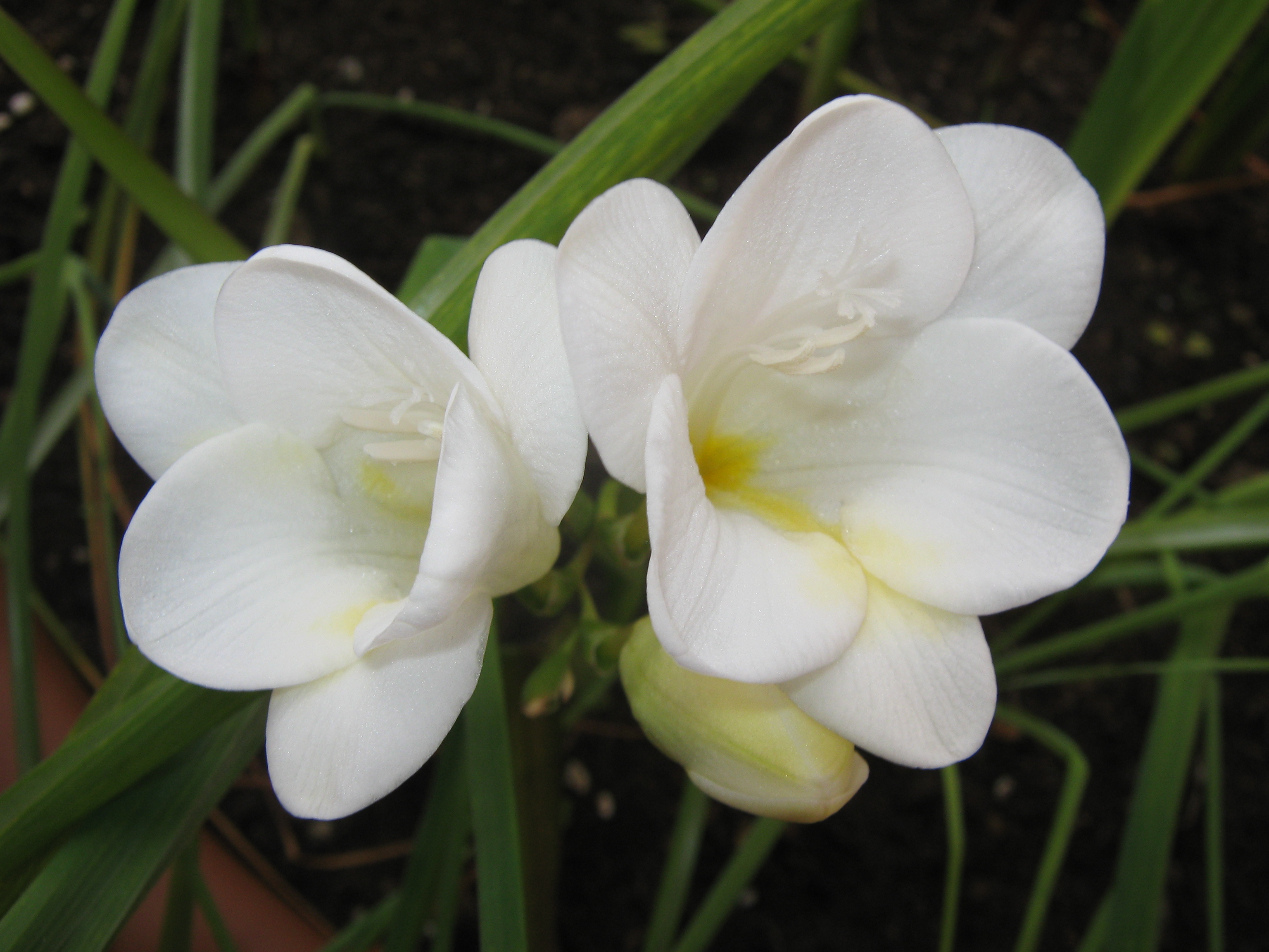 Freesia - Wikipedia