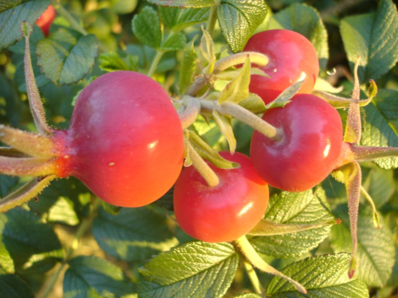 File:Fruits rosier.jpg