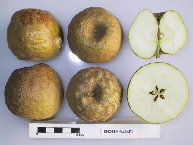 Four whole golden russets with knobs all over them and two apples cut in half, crosswise, and lengthwise