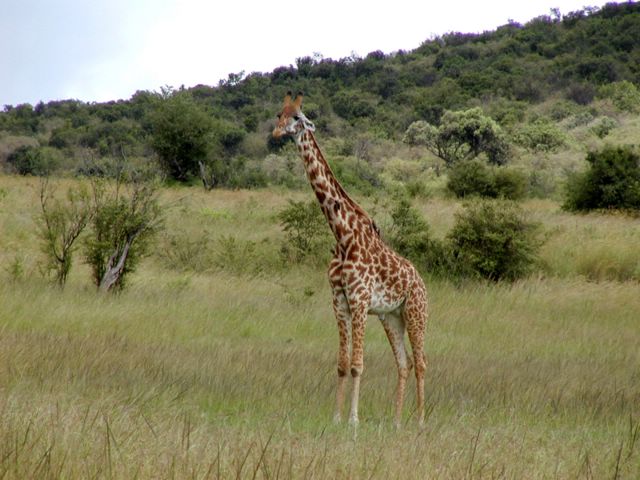 File:Giraffe in Kenya.jpg