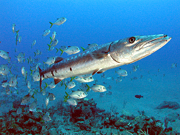 Great Barracuda off the Netherland Antilles
