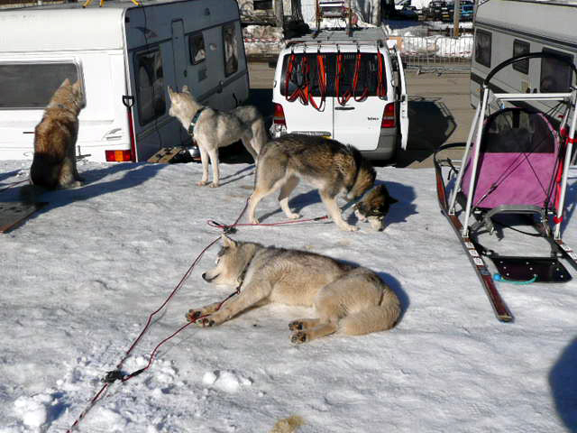 File:Gresse-en-Vercors chiens de traîneau 2.jpg