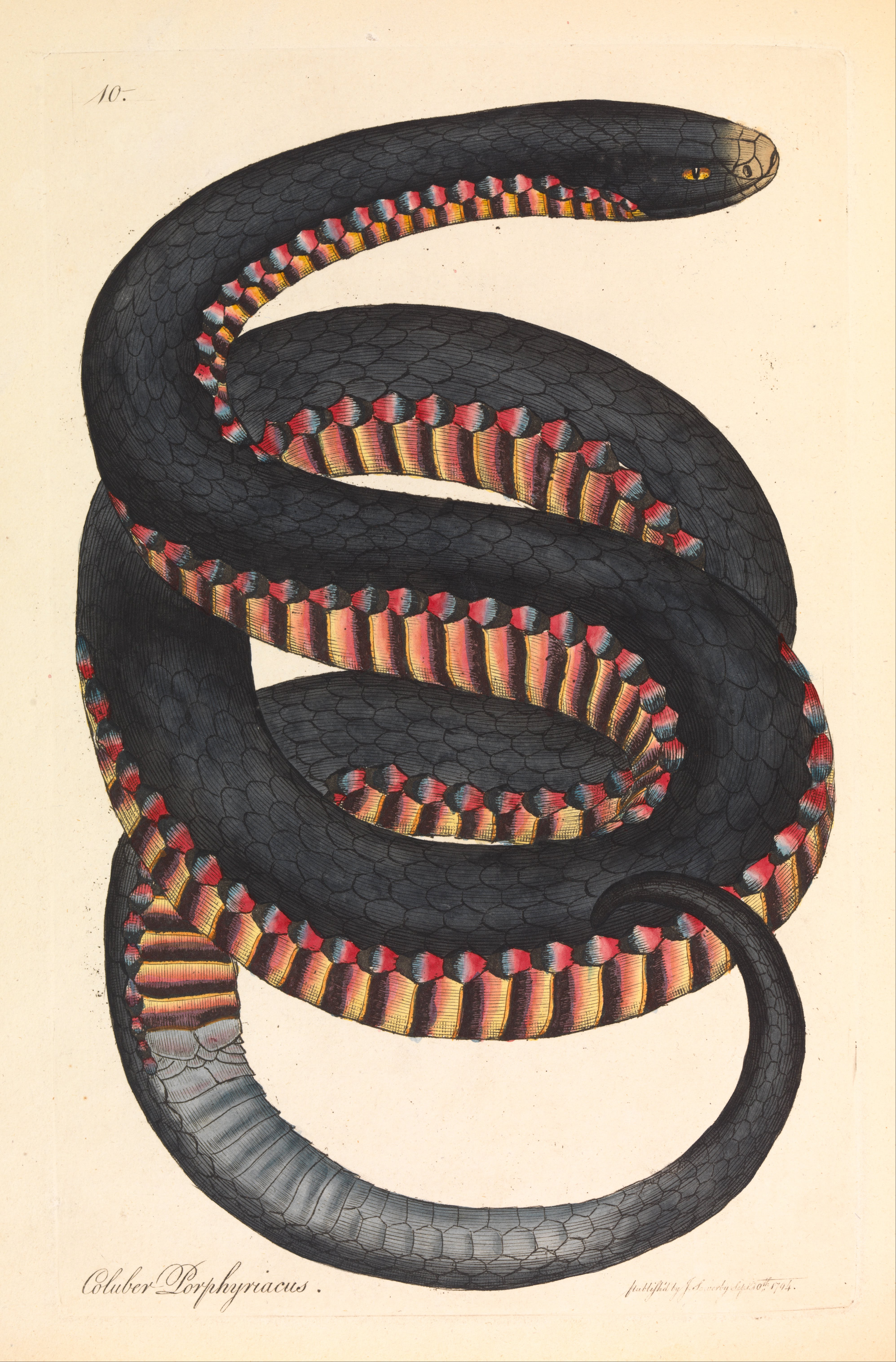 The slithery unwelcome stranger and a pipe snake that escaped death