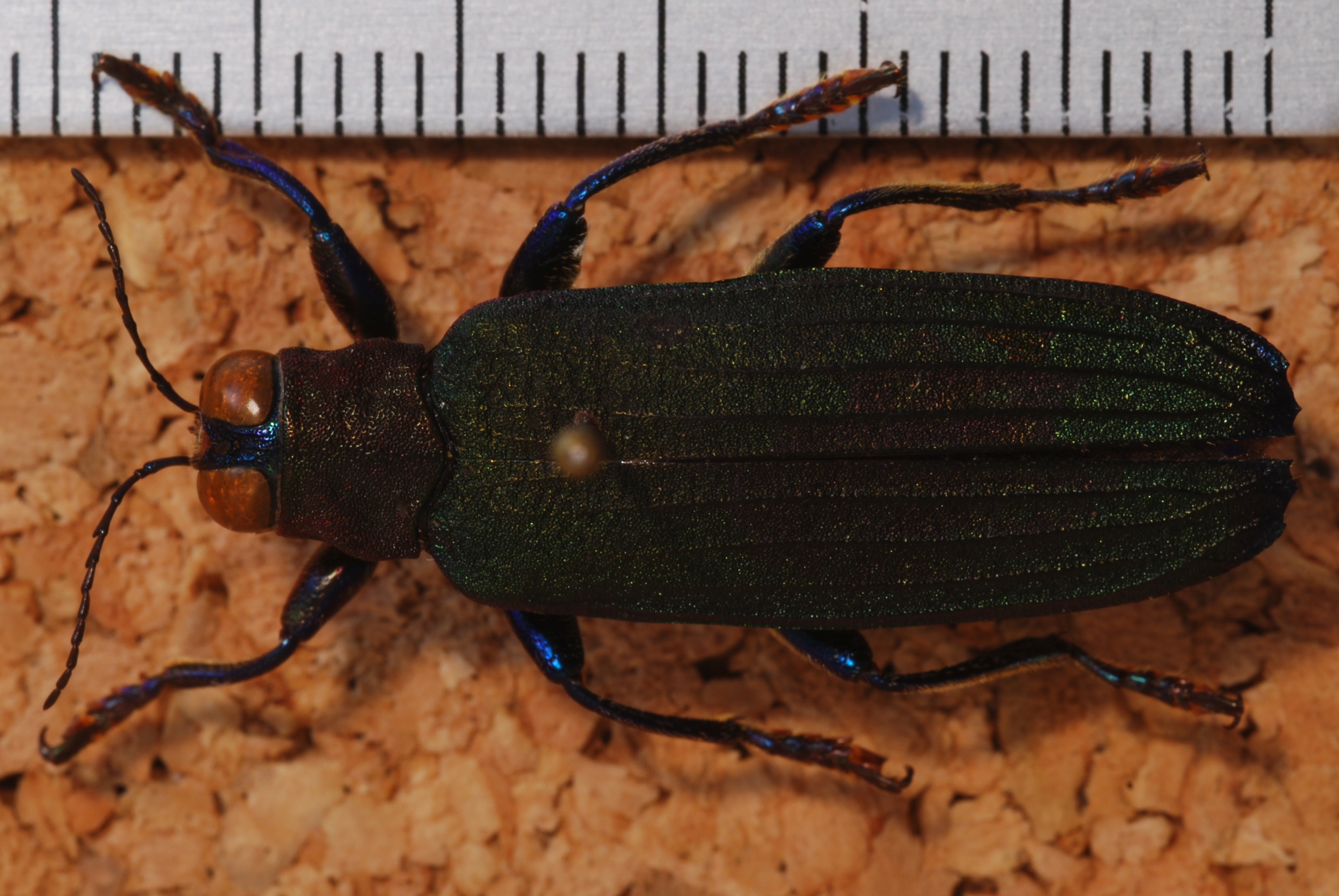 Jewel Beetle (Demochroa lacordairei) (8257040945).jpg