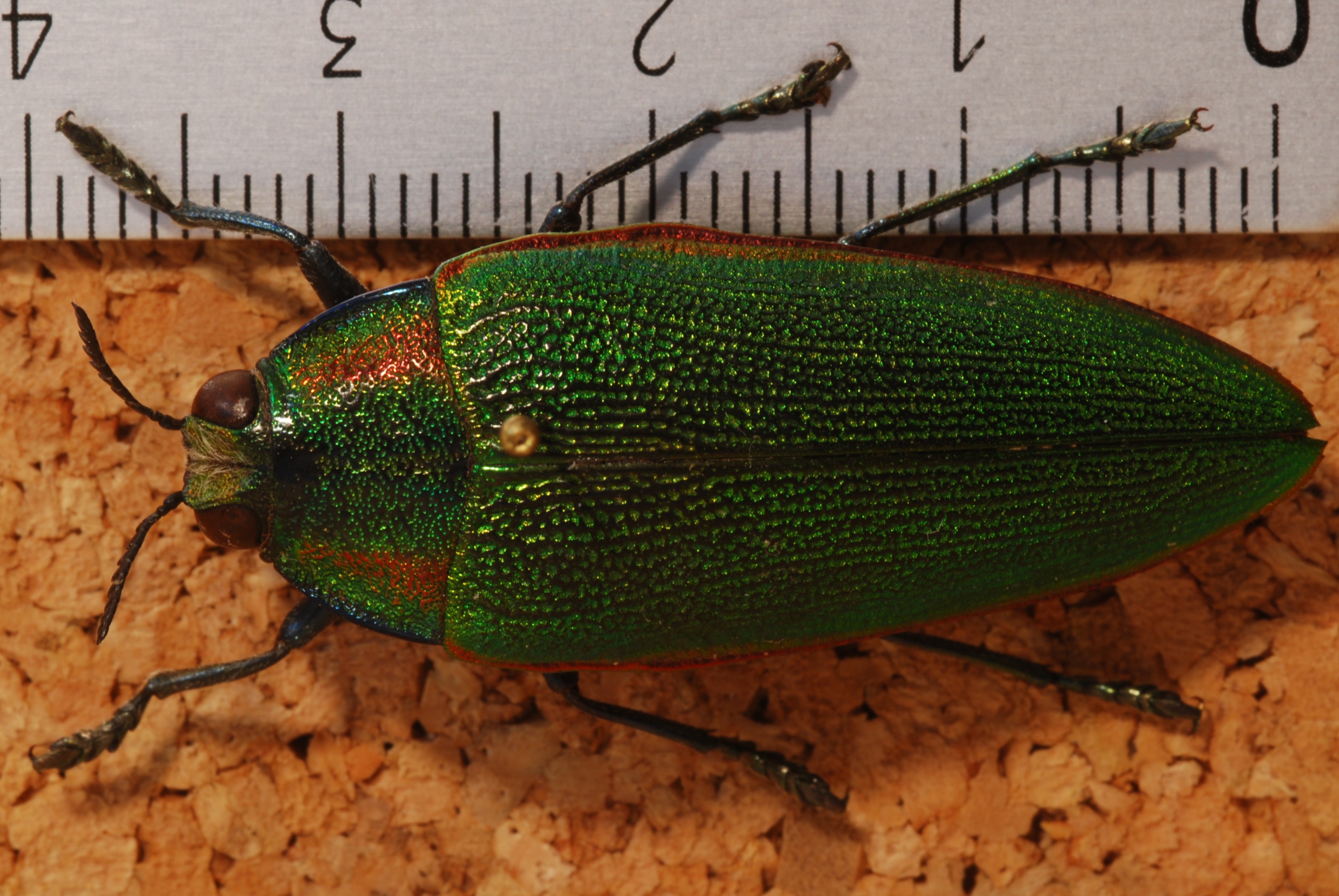 Jewel Beetle (Steraspis calida) (8269192681).jpg