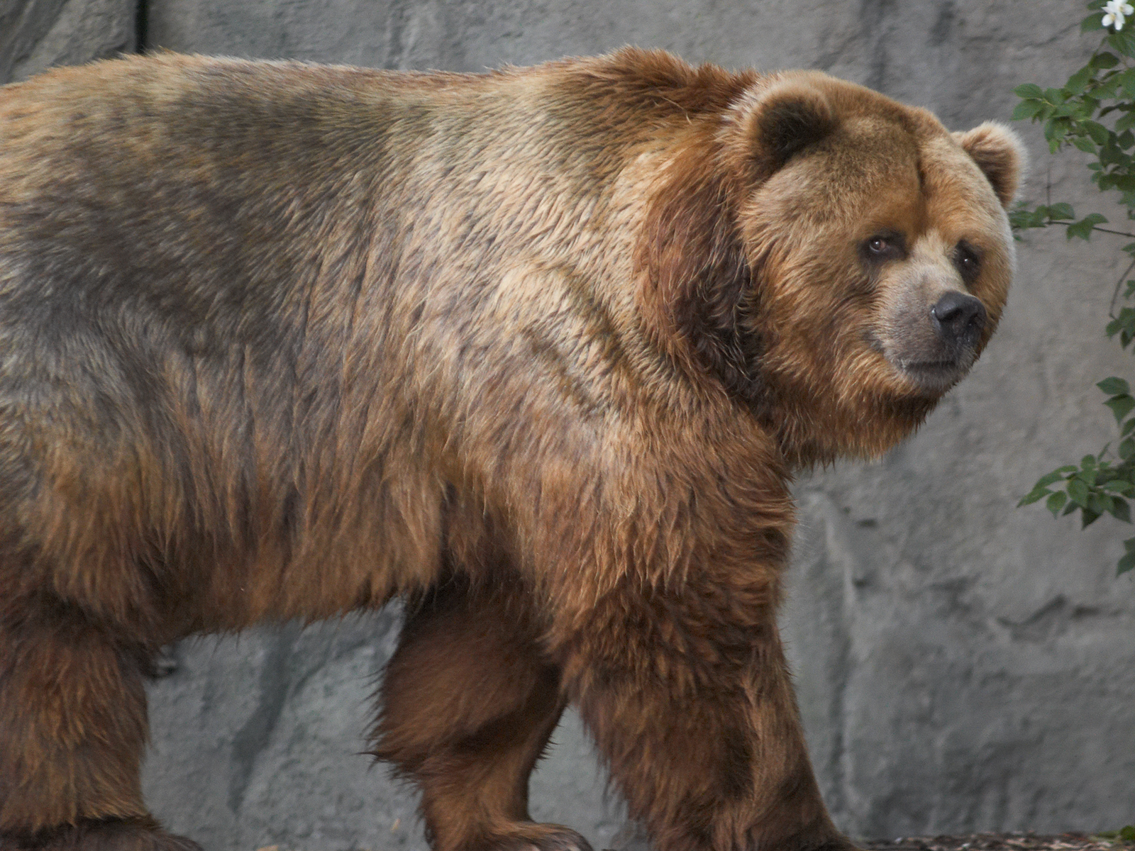 File Kodiak Bear In Germany jpg Wikimedia Commons